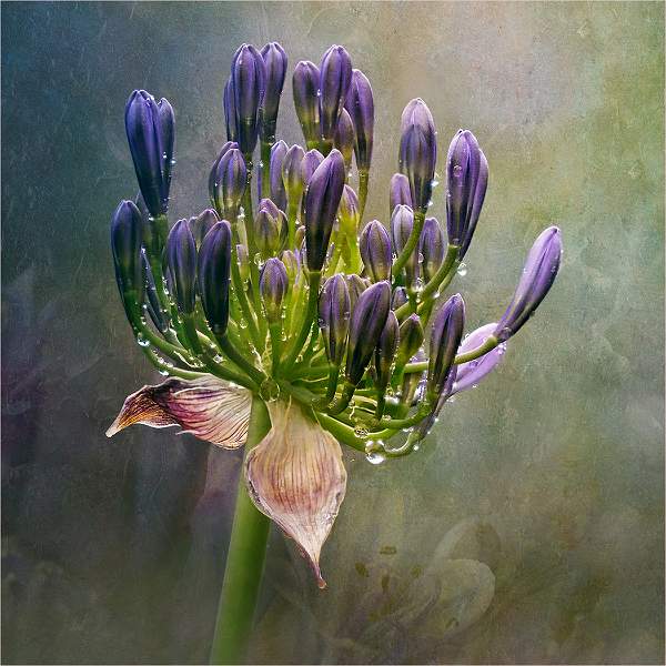 AFTER THE RAIN 2.jpg